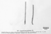 Leptostroma juncinum image